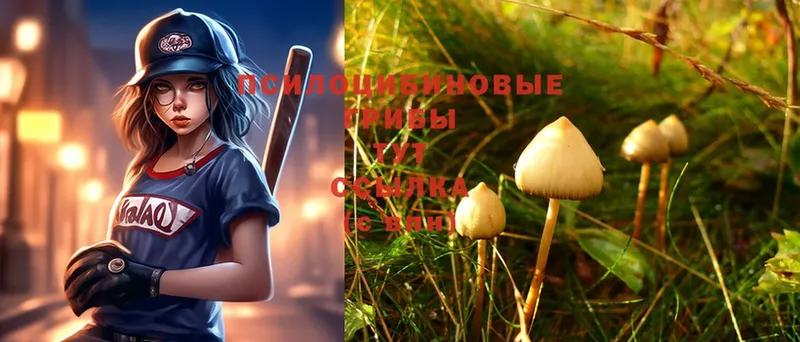 где продают   Ясный  Галлюциногенные грибы Magic Shrooms 